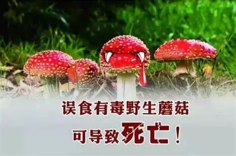 拒绝毒蘑菇,不做“菇”勇者——野生蘑菇中毒进入高发期,请谨慎识别!